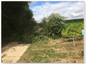 Der Sturm hat einen Baum auf einen Feldweg umgeworfen.